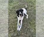 Small Pointer