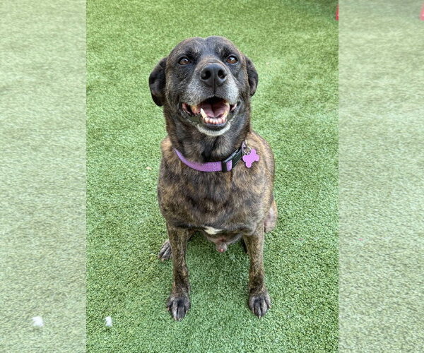 Medium Photo #25 American Staffordshire Terrier-Boxer Mix Puppy For Sale in Fort Worth, TX, USA