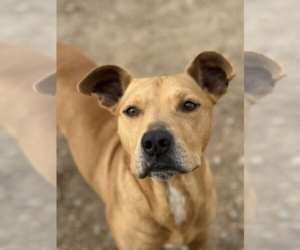 Medium Photo #5 Labrador Retriever-Unknown Mix Puppy For Sale in Corning, AR, USA
