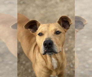 McMuffin - Male Labrador Retriever-Unknown Mix Dog for Adoption - Photo #5