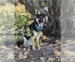 Small Photo #15 German Shepherd Dog Puppy For Sale in APACHE JUNCTION, AZ, USA