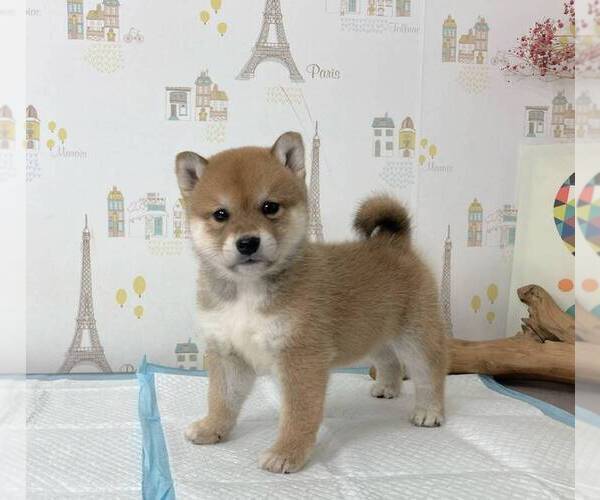 Medium Photo #2 Shiba Inu Puppy For Sale in SAN FRANCISCO, CA, USA