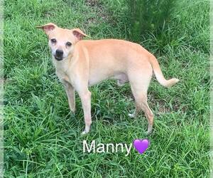 Manny - Male Chihuahua-Unknown Mix Dog for Adoption - Photo #2