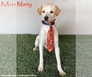 Whipbeagle Dogs for adoption in San Diego, CA, USA