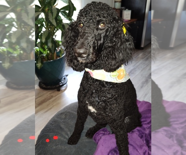 Medium Photo #1 Labradoodle Puppy For Sale in STALEY, NC, USA