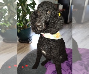 Mother of the Labradoodle puppies born on 01/24/2026