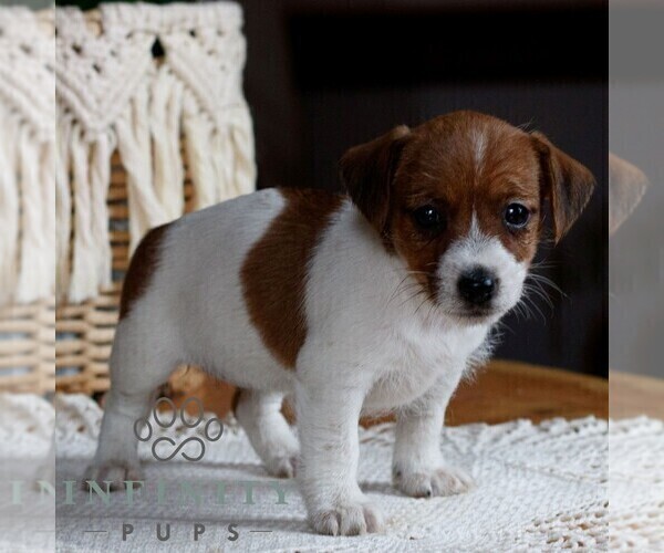 Medium Photo #4 Jack Tzu Puppy For Sale in EAST EARL, PA, USA