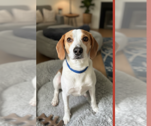 Medium Photo #4 Mutt Puppy For Sale in Spotsylvania, VA, USA