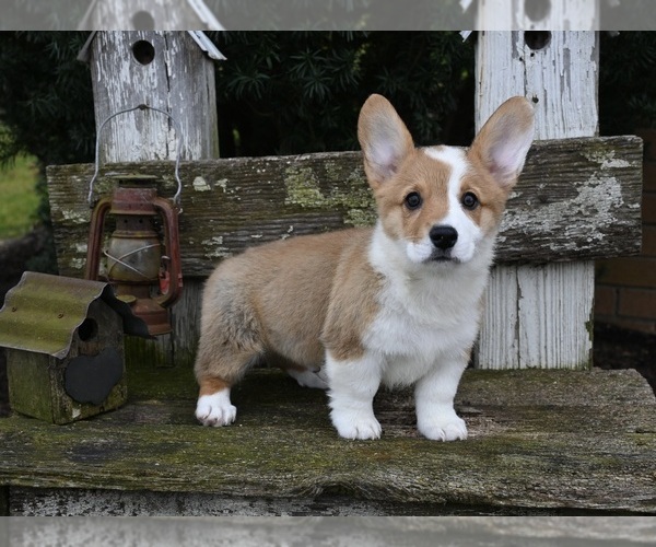 Medium Photo #2 Pembroke Welsh Corgi Puppy For Sale in MILLERSBURG, OH, USA