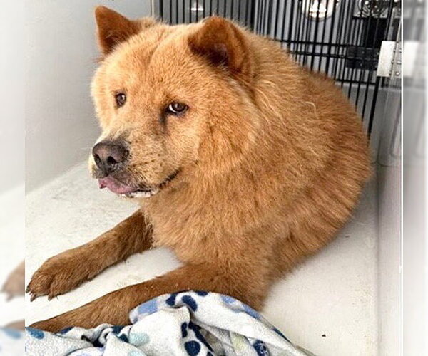 Medium Photo #2 Chow Chow-Unknown Mix Puppy For Sale in Houston, TX, USA