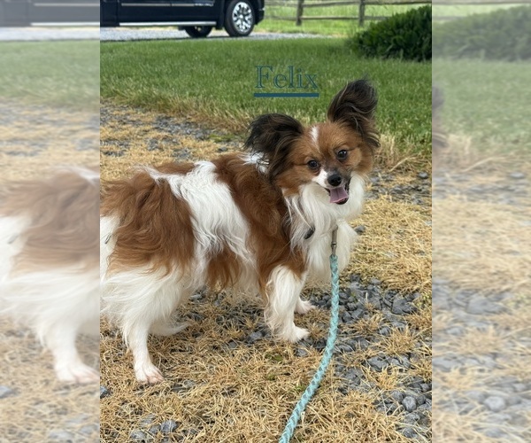 Medium Photo #11 Papillon Puppy For Sale in CANOGA, NY, USA