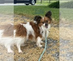 Small #10 Papillon