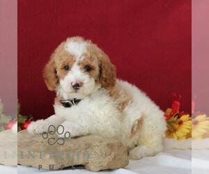 Goldendoodle Puppy for sale in GORDONVILLE, PA, USA