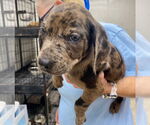 Small #1 Catahoula Leopard Dog-Labrador Retriever Mix