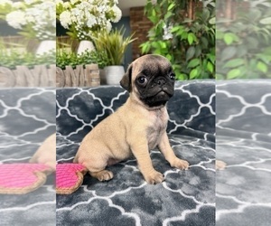 Pug Puppy for sale in GREENFIELD, IN, USA