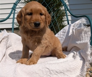 Medium Golden Retriever