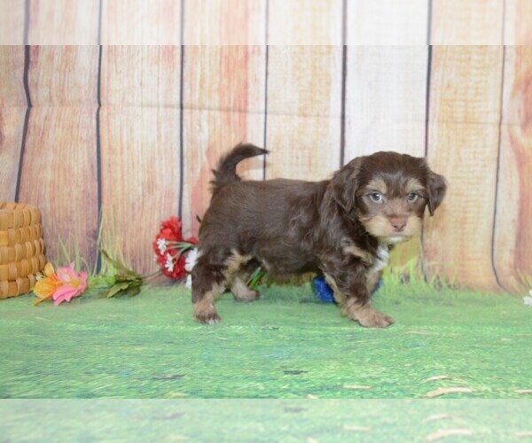 Medium Photo #1 Poovanese Puppy For Sale in LAKE BENTON, MN, USA