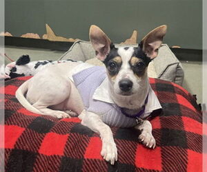 Rat Terrier-Unknown Mix Dogs for adoption in Boston, MA, USA