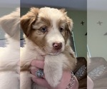 Small Photo #1 Australian Shepherd Puppy For Sale in TOW, TX, USA