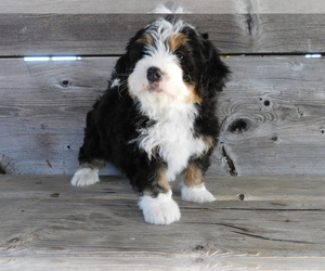 View Ad Miniature Bernedoodle Puppy For Sale Near Ohio Becks Mills Usa Adn 230517