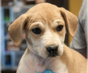 Labrador Retriever-Unknown Mix Dogs for adoption in Brooklyn, NY, USA