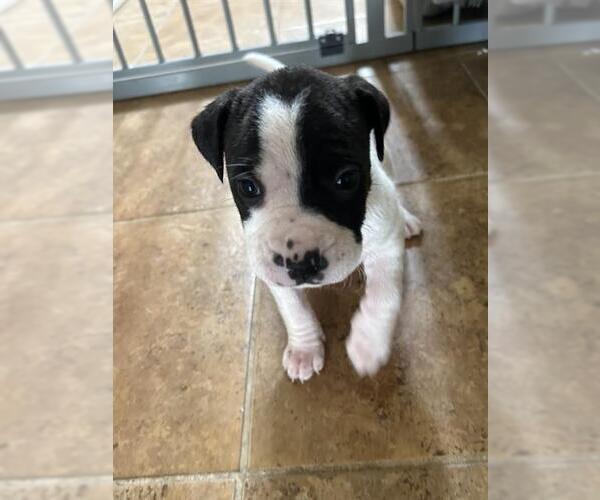 Medium Photo #2 American Staffordshire Terrier-Unknown Mix Puppy For Sale in San Antonio, TX, USA