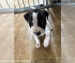 Small #1 American Staffordshire Terrier Mix