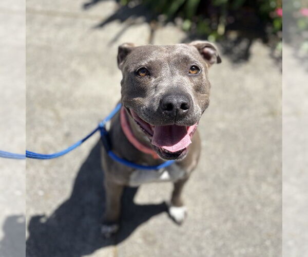 Medium Photo #3 American Pit Bull Terrier-Unknown Mix Puppy For Sale in Rohnert Park, CA, USA
