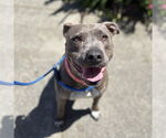 Small #2 American Pit Bull Terrier Mix