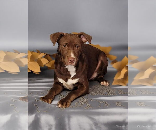 Medium Photo #13 American Pit Bull Terrier-Labrador Retriever Mix Puppy For Sale in Talladega, AL, USA