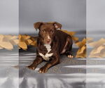 Small #12 American Pit Bull Terrier-Labrador Retriever Mix