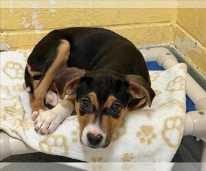 Mutt Dogs for adoption in Tulsa, OK, USA