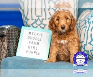 Goldendoodle Dog for Adoption in HARMONY, Florida USA