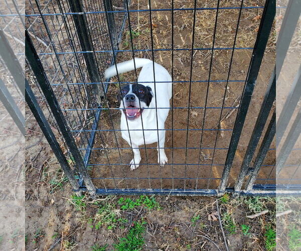 Medium Photo #2 Mutt Puppy For Sale in New Castle, DE, USA