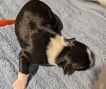Small Photo #46 Australian Shepherd Puppy For Sale in SYLVA, NC, USA