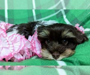 Havanese Puppy for sale in POST FALLS, ID, USA