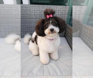 Poochon Dog for Adoption in ATLANTA, Georgia USA