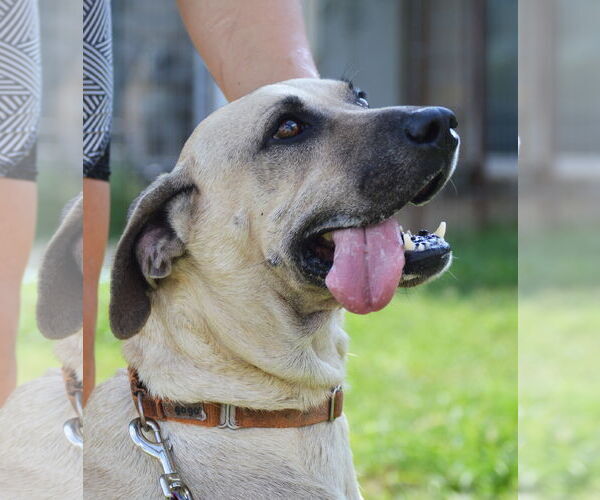 Medium Photo #6 Anatolian Shepherd-Unknown Mix Puppy For Sale in Bend, OR, USA