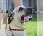 Small #5 Anatolian Shepherd Mix