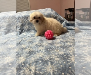 Maltipoo-Yorkshire Terrier Mix Puppy for sale in BENSON, NC, USA