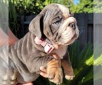 Puppy 2 English Bulldog