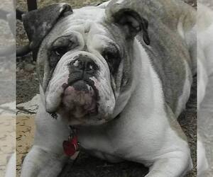 Olde English Bulldogge Puppy for sale in EATONVILLE, WA, USA