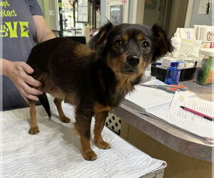 Chihuahua-Unknown Mix Dogs for adoption in Benton, LA, USA