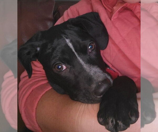 Medium Photo #8 Pointer-Unknown Mix Puppy For Sale in Mundelein, IL, USA