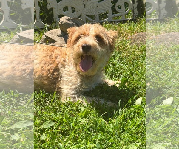 Medium Photo #3 Mutt Puppy For Sale in HOPKINSVILLE/PRINCETON, KY, NH, USA