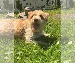 Small #2 Mutt