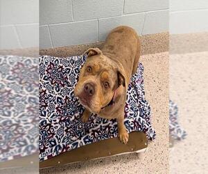 American Bulldog-Unknown Mix Dogs for adoption in Brighton, CO, USA