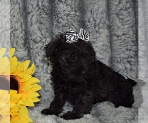 Schnauzer (Miniature) Puppy for sale in BARNESVILLE, KS, USA