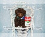 Image preview for Ad Listing. Nickname: AKC MICRO TCP T