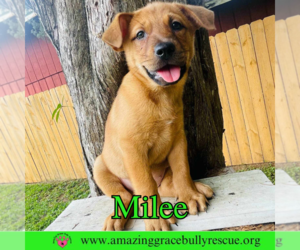 Chow Chow-Unknown Mix Dogs for adoption in Pensacola, FL, USA